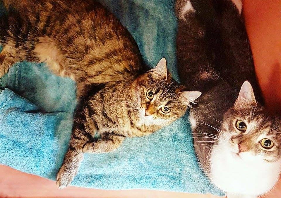Katze Cleo und ihr Katzenkumpel Kringel