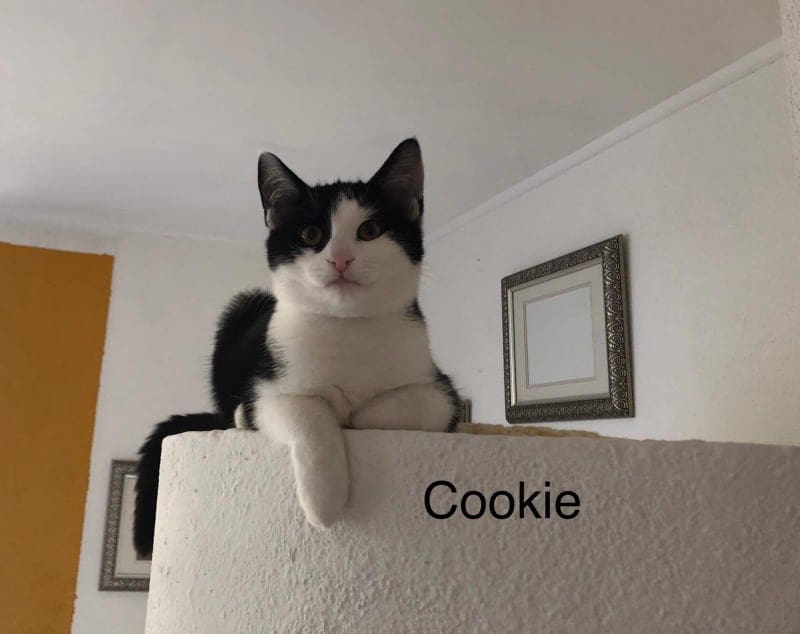 Cookie – einfach nur total lieb