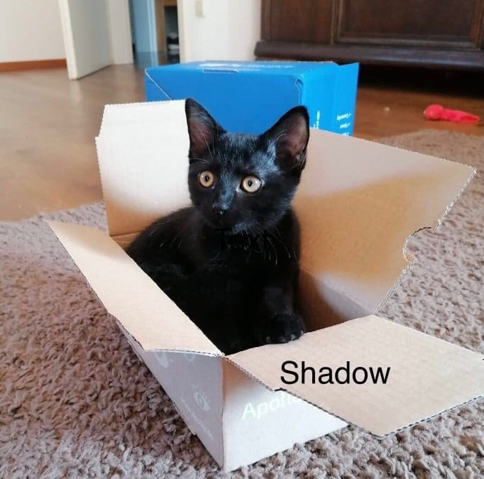 Shadow – junges Katzenmädel