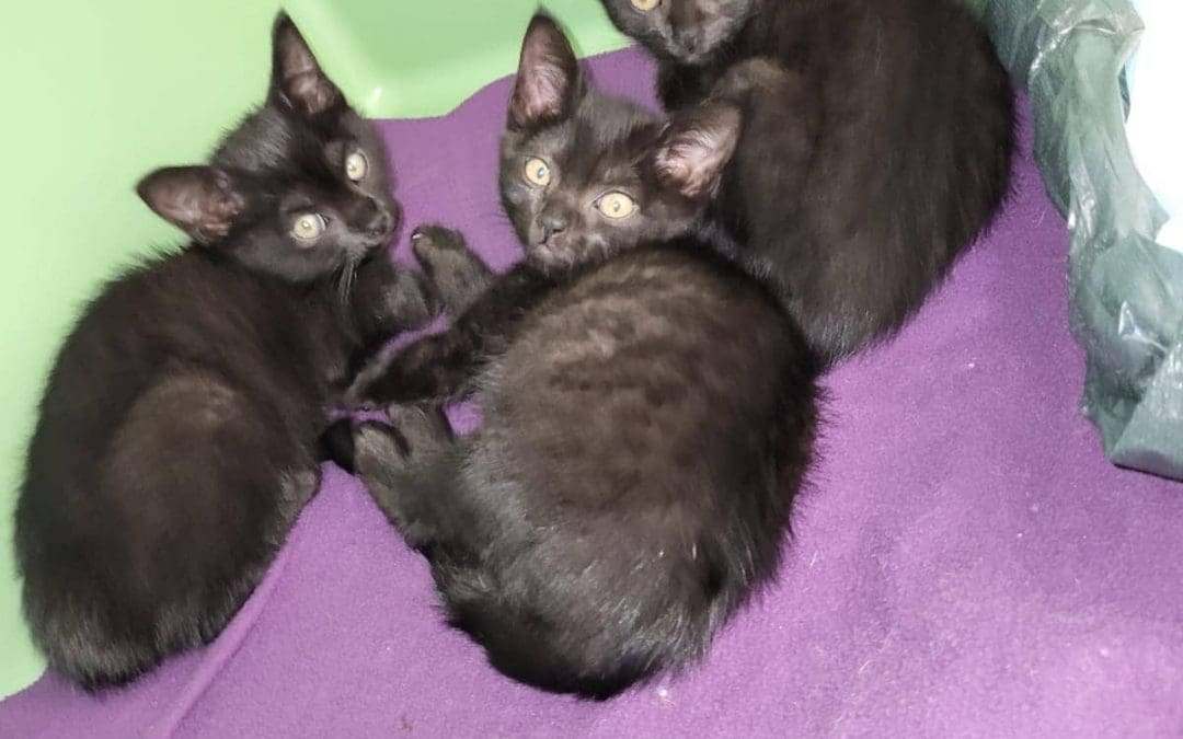 Drei Katzenkinder in Amberg aufgegriffen 🤔