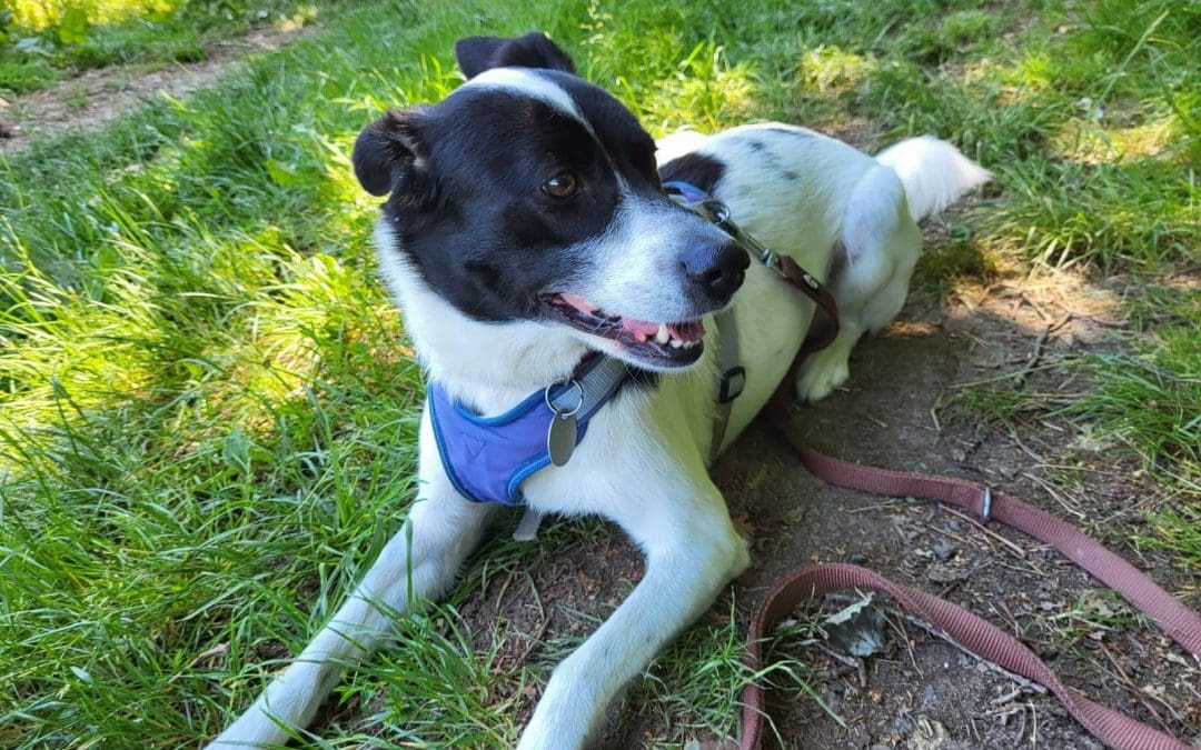 Hundemädel Vicky – Familienhund sucht neues Zuhause !