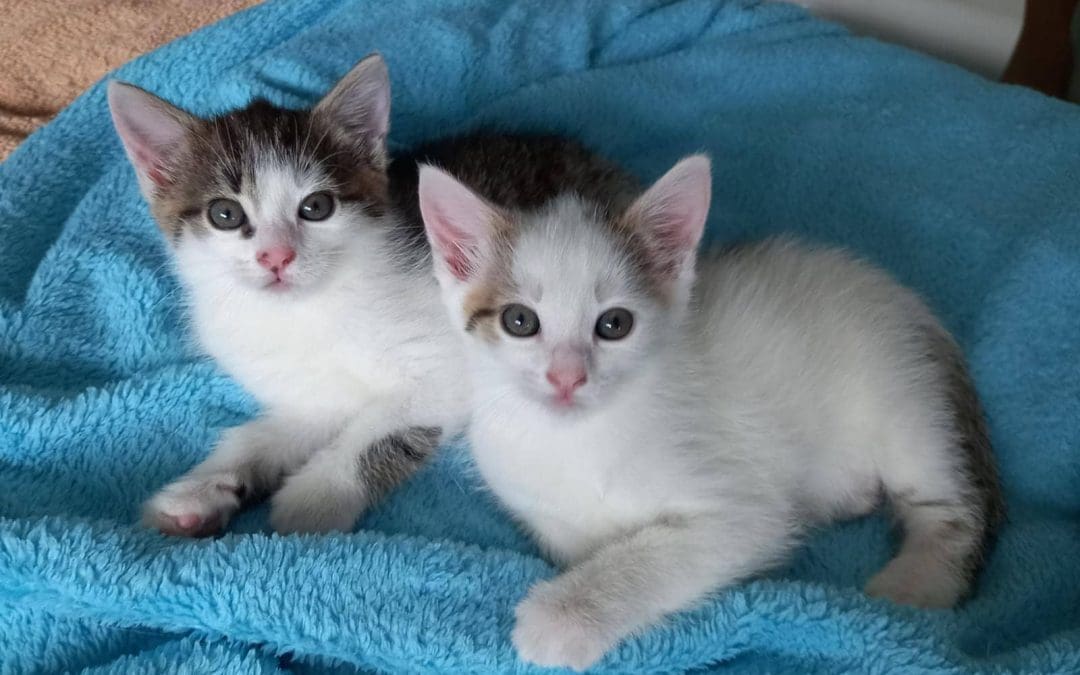 Katzenmama Sarah und ihre zwei Girls – zwei wunderschöne Katzenkinder
