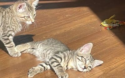 Quirin, Cora, Mira und Ella – vier wunderschöne Katzenkinder !