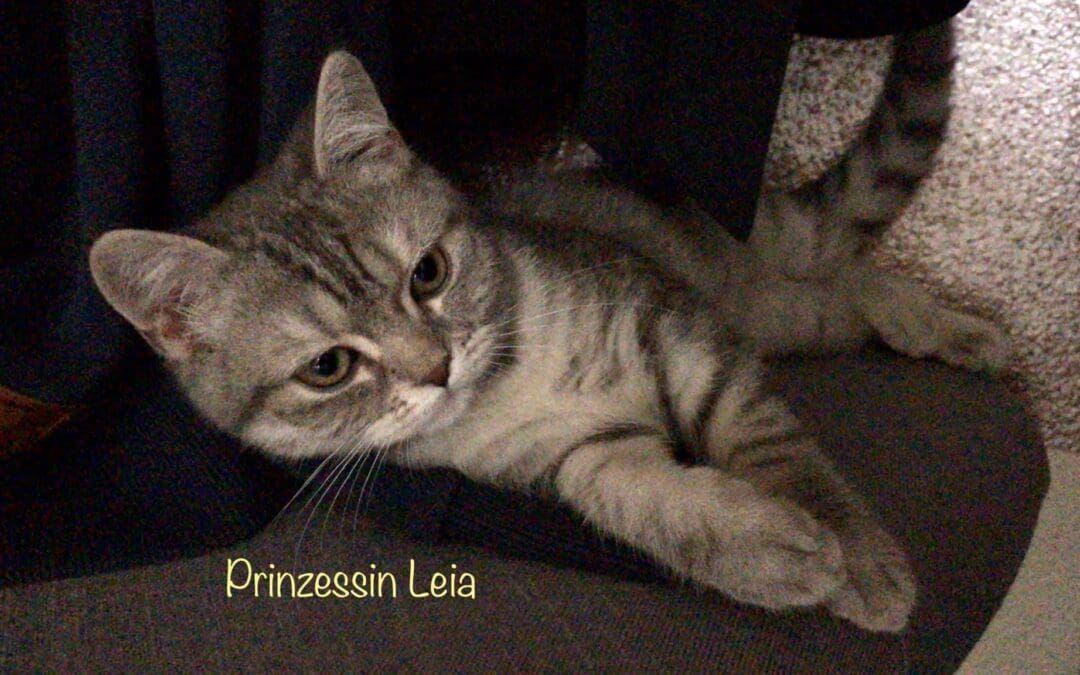 Prinzessin Leia – das ganz besondere Katzenkind