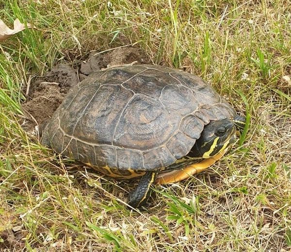 Wasserschildkröte in Vilseck gefunden 🐢