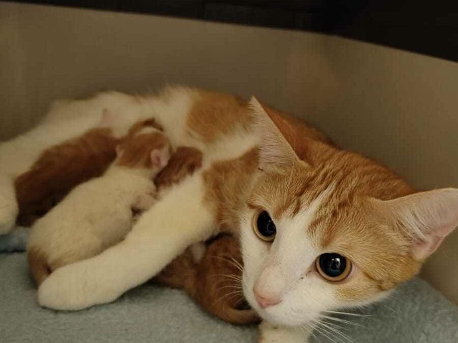 junge Mama Coco und ihre vier Katzenkinder
