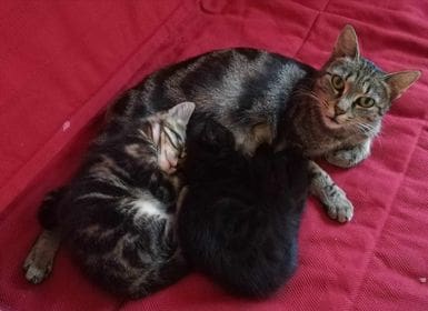 Piwi und Luci – zwei tolle Katzenkinder