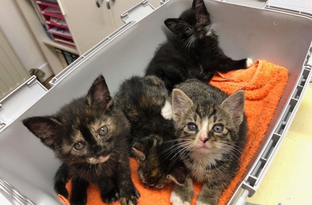 4 kleine Katzenkinder –  alle haben ein neues Zuhause