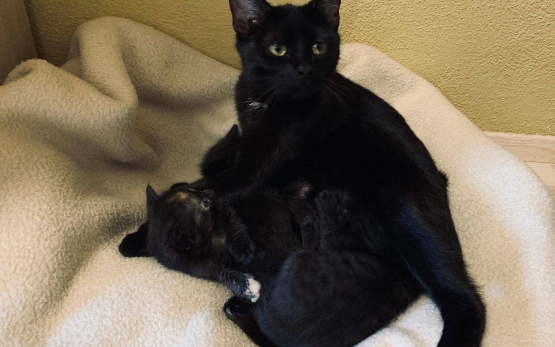 Katzenmama ‚Xenia‘ und ihre drei Katzenkinder