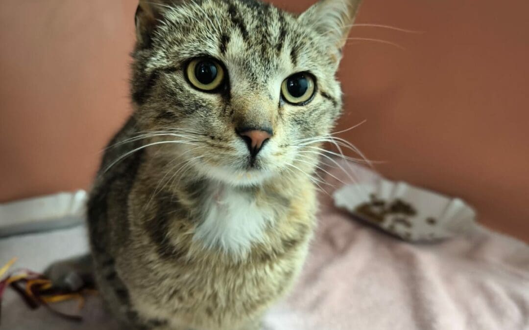 Fundkater Dehner Parkplatz Amberg