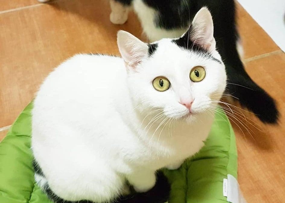Jody – hübsches kleines Katzenmädel