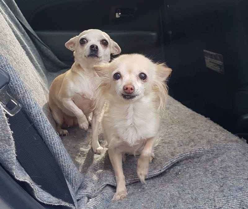 Mogli und Pia – zwei Chihuahua Mädels