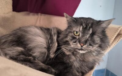 Aristoteles – ein trauriges Schicksal 🐈