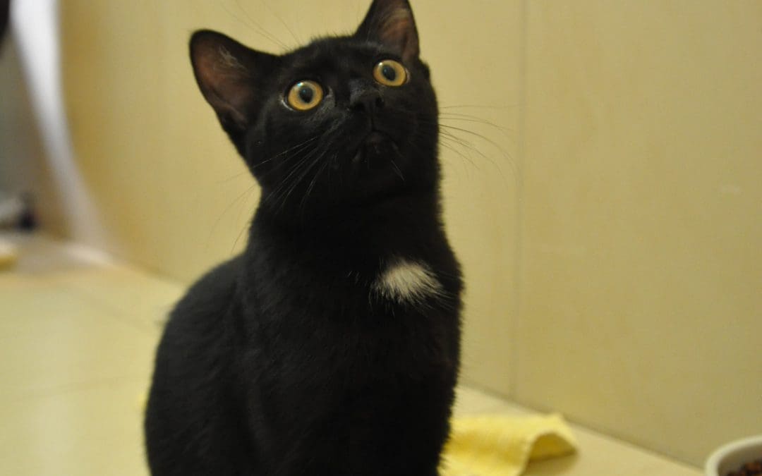 Black is beautiful – zwei wunderschöne Katzenkinder suchen liebevolle Familie