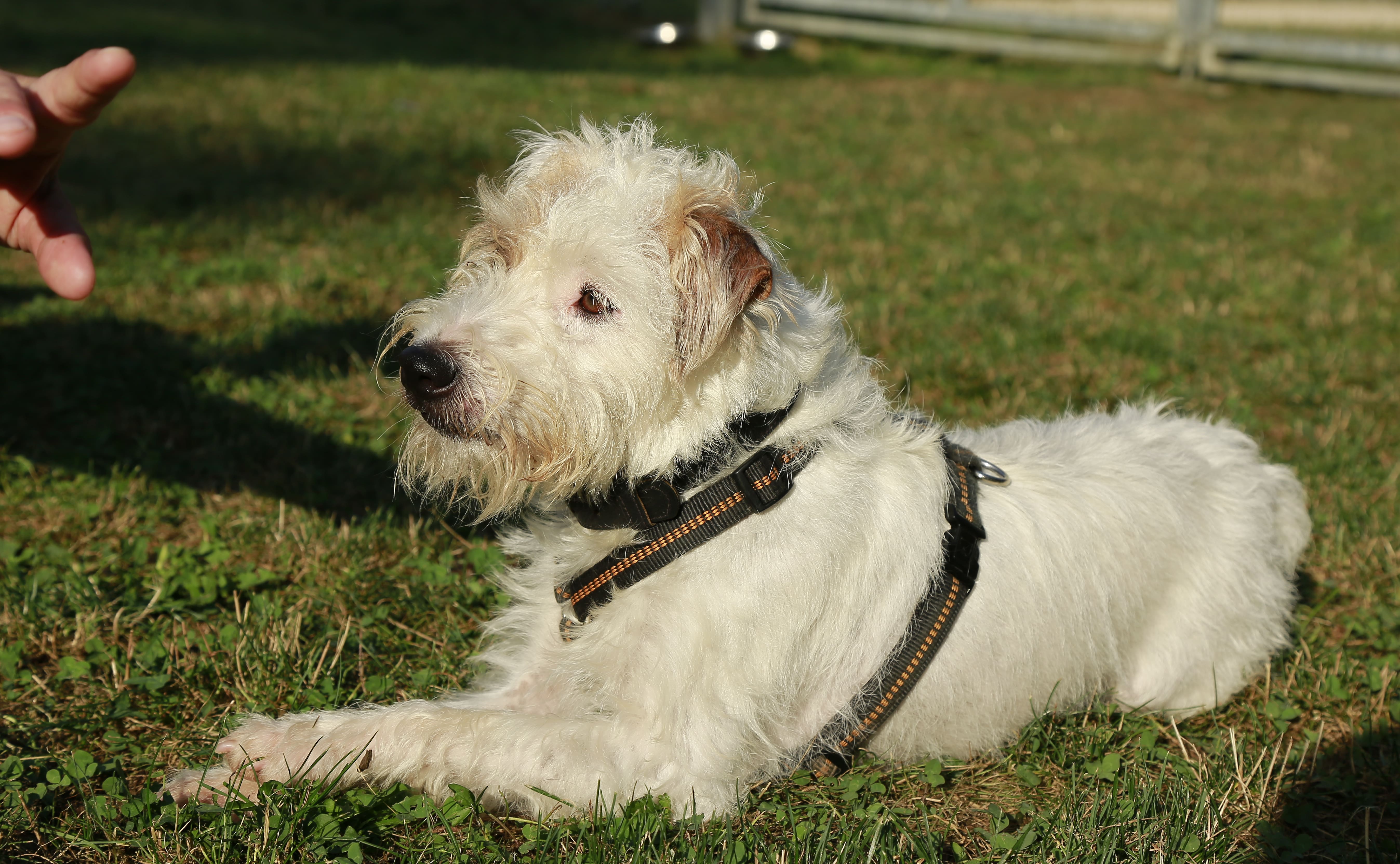 Rocky – Parson Russell Terrier